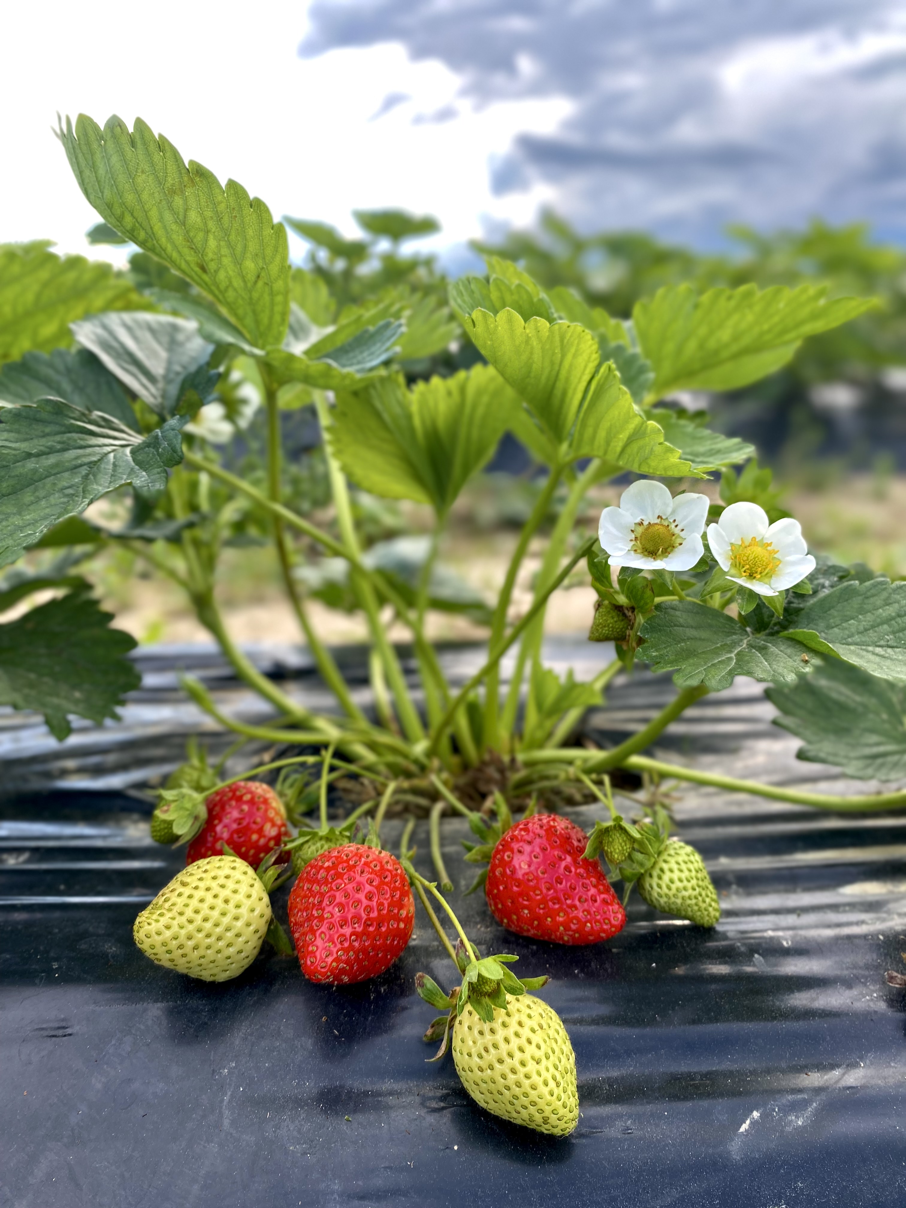 Produkty Farma Foks – liofilizowane truskawki i kombucha